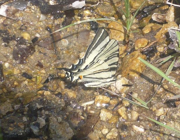 Schmetterling