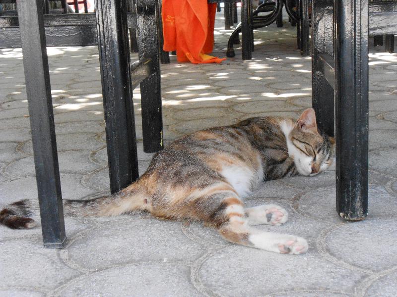 Some cats have relaxation down to an art form